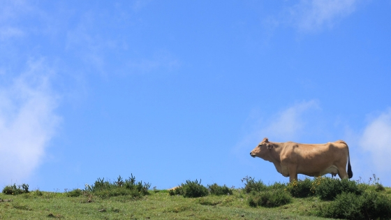 Traductor Jurado Gijón